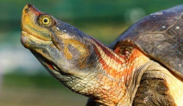 Endangered Red-Crowned Roofed Turtle makes Ganga home again after 3 decades
