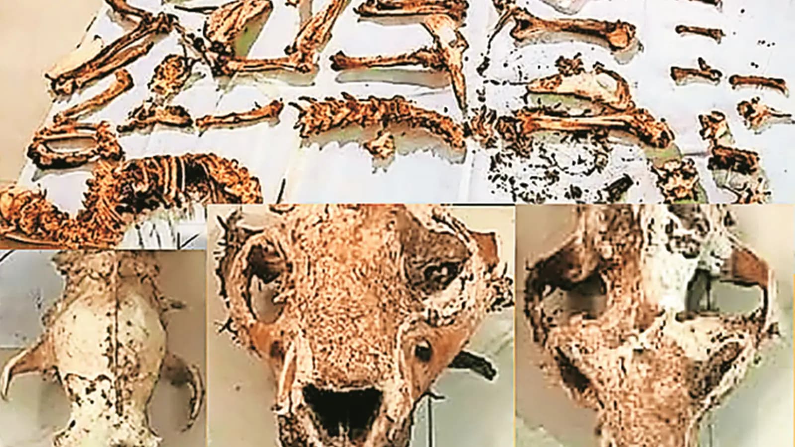 Image for post 184332