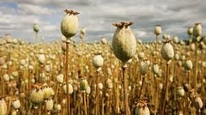 Image for post 423518